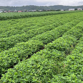 「オーガニック」って何?有機JASマークの意味から選び方まで徹底解説