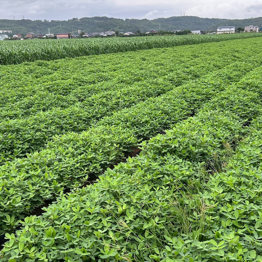 「オーガニック」って何？有機JASマークの意味から選び方まで徹底解説