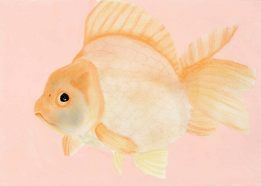 金魚
