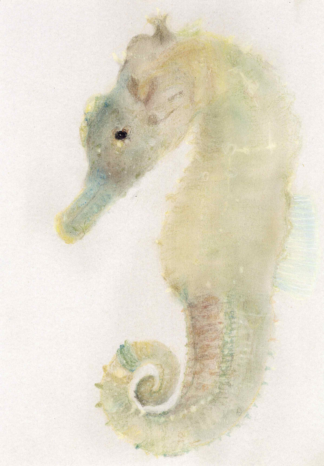 タツノオトシゴ